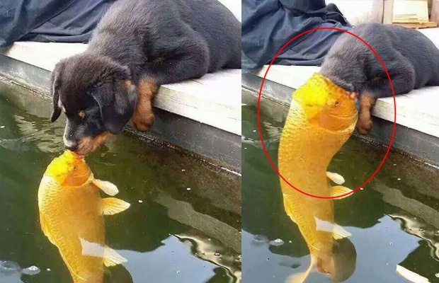 ฮาไม่มีหยุด!!! ชอตหมาจูบปลา ถูกตัดต่อกลายเป็นความฮาระดับโลก