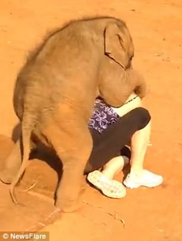 สื่อนอกตีข่าว! ลูกช้างไทยขี้อ้อน ใช้ปากงับ งวงกอด ไม่ให้นักท่องเที่ยวสาวกลับบ้าน