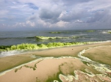 ชาวเน็ตแห่แชร์ภาพหาดสมิหลา น้ำกลายเป็นสีเขียวทั้งหาด(คลิป)