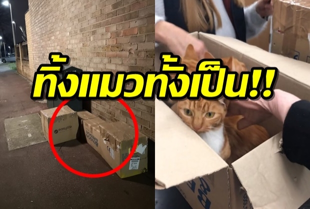 สุดสลด ! แมว11ตัวถูกทิ้งใส่กล่องปิดแน่นหนา สาวใจดีช่วยให้รอดตาย(คลิป)