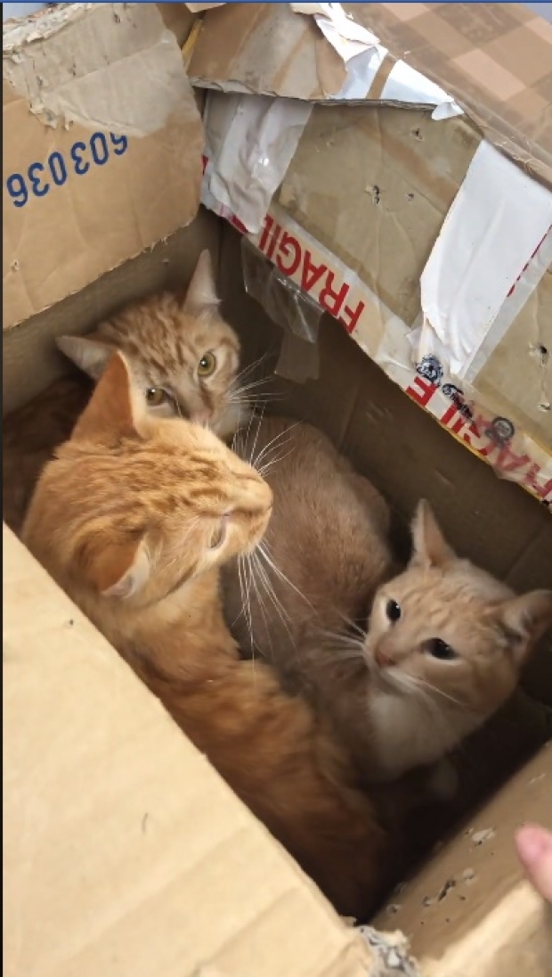 สุดสลด ! แมว11ตัวถูกทิ้งใส่กล่องปิดแน่นหนา สาวใจดีช่วยให้รอดตาย(คลิป)