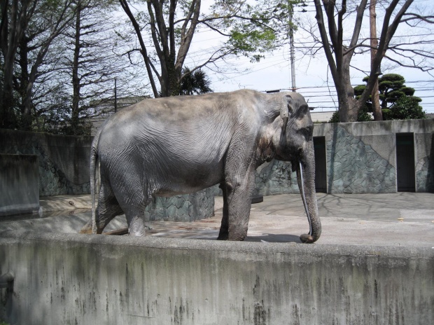 เศร้า!!ฮานาโกะ ช้างไทยในญี่ปุ่นตายแล้ว!!!