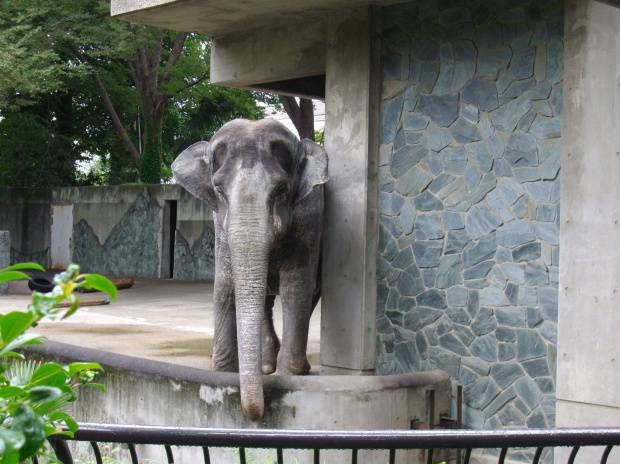 เศร้า!!ฮานาโกะ ช้างไทยในญี่ปุ่นตายแล้ว!!!