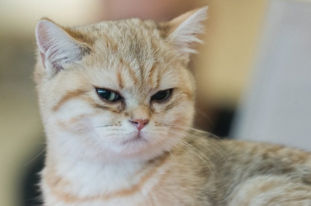 ศูนย์วิจัยฯ เตือนคนรักแมว ระวังติดเชื้อโรคขี้แมวขึ้นสมอง!