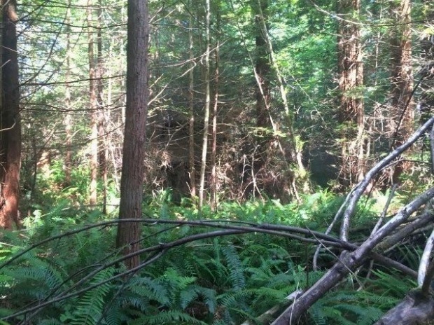 นักสำรวจพบกระท่อมร้างกลางป่า ตัดสินใจเปิดเข้าไปดูข้างใน แทบไม่อยากเชื่อสายตากับสิ่งที่ได้เห็น!!