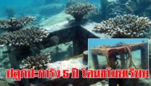 สะเทือนใจ! อ.จุฬา เฝ้าปลูกปะการัง 5 ปี ดำน้ำตรวจถึงกับตะลึงหายเรียบ