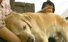 สุนัขนำทางคนตาบอด ไม่ได้เจอเจ้านายมา 11 ปี มาดูกันว่าทั้งสองยังจะจำกันได้ไหม? (มีคลิป)