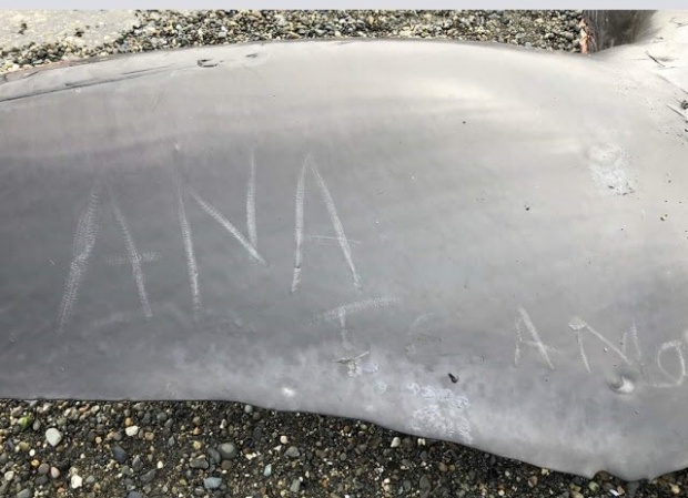 เกินไปมั้ย!! สาวชู 2 นิ้ว ปีนไปเซลฟี่บนซากวาฬสีน้ำเงิน หลังพบเกยตื้นตายบนหาด