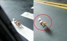 สุนัขวิ่งไล่กวดรถเมล์ไม่หยุด จนเหนื่อยหอบ โชเฟอร์ต้องขับให้ช้าลง ก่อนรู้สาเหตุ? สะเทือนใจสุดๆ