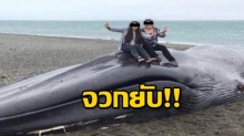 เกินไปมั้ย!! สาวชู 2 นิ้ว ปีนไปเซลฟี่บนซากวาฬสีน้ำเงิน หลังพบเกยตื้นตายบนหาด