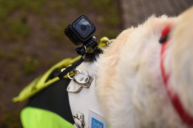 ชายตาบอดติดกล้องไว้ที่ ‘สุนัขช่วยเหลือ’ บันทึกสิ่งที่เจอทุกวัน และมันไม่ได้สวยงามอย่างที่คิด