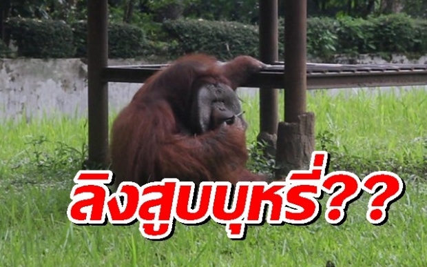 แห่ตำหนิ! สวนสัตว์อินโดฯ ปล่อยให้ลิงอุรังอุตังสูบบุหรี่?!