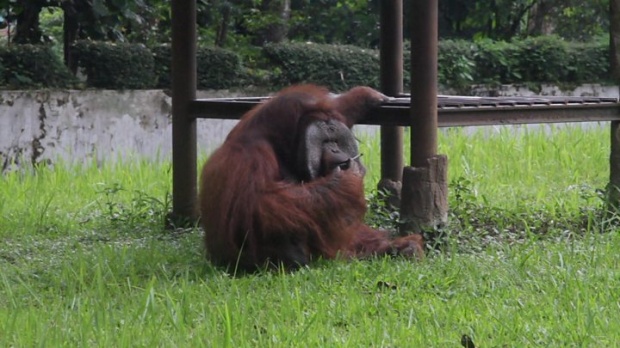 แห่ตำหนิ! สวนสัตว์อินโดฯ ปล่อยให้ลิงอุรังอุตังสูบบุหรี่?!