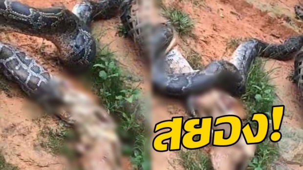 สุดสะพรึง! งูหลามขย้อนไก่ 5 ตัว ก่อนเลื้อยหนีตายจากชาวบ้าน (คลิป)