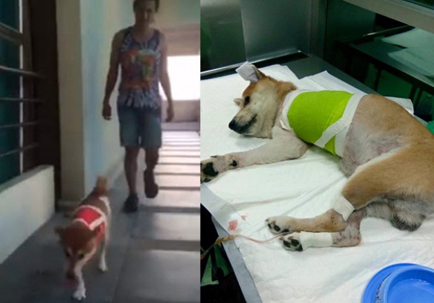 เจ้าลอยด์ หมาถูกโจรตัดขา กำลังใจดีมากหัดวิ่ง 3 ขาแล้ว(คลิป)