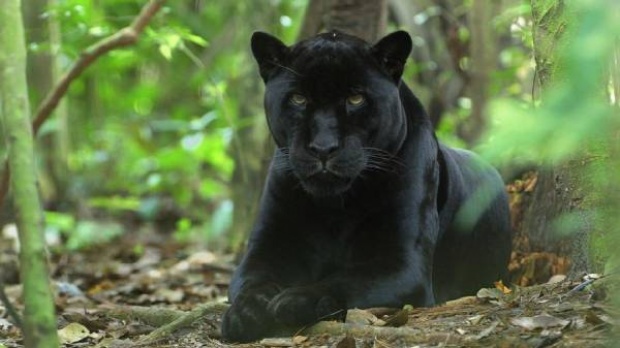 ผู้พิทักษ์ป่าเผยแล้ว !! ทำไมเสือดำ ถูกฆ่าง่าย ที่แท้เพราะข้อมูลนี้ ถูกส่งให้พรานในห้องแอร์