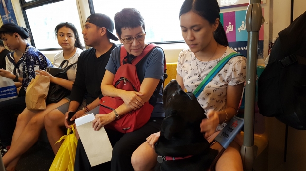 สาววอนองค์กรไทย ไม่กีดกัน คนตาบอดอาศัยสุนัขนำทาง