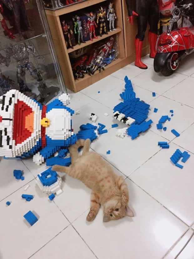 โซเชียลแห่เอ็นดู! เจ้าแมว ตีมึนหน้าซื่อ หลังทำเลโก้ที่เจ้าของต่อไว้เป็นสัปดาห์ พังยับ!