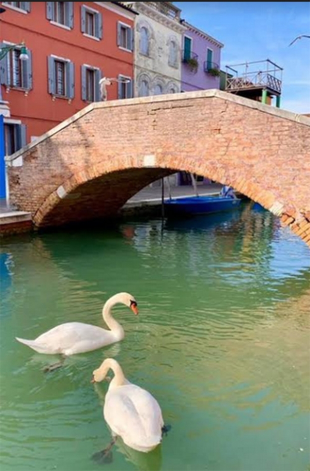 เผยคลิปโลมาแหวกว่ายน้ำใสที่เวนิส ตั้งข้อสังเกตุ โควิดคือการdetoxให้ธรรมชาติ