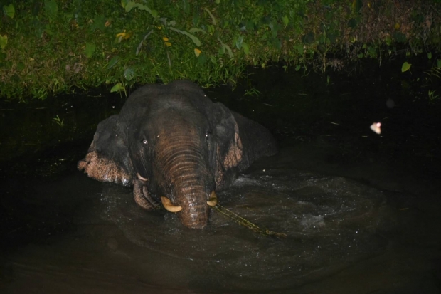 สุดฉลาด! ช้างป่าเขาใหญ่ เนียนแฝงตัวลงน้ำ เข้าสวนผลไม้ชาวบ้าน