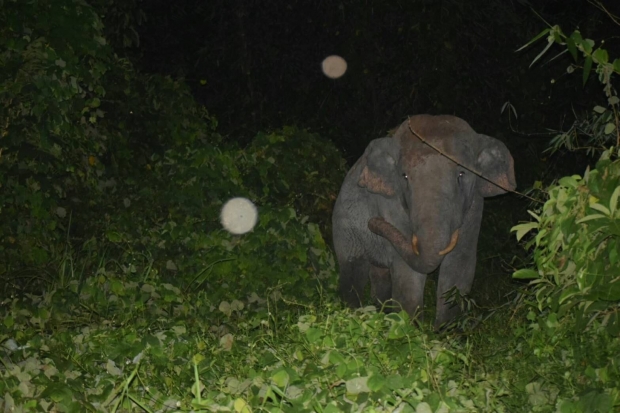 สุดฉลาด! ช้างป่าเขาใหญ่ เนียนแฝงตัวลงน้ำ เข้าสวนผลไม้ชาวบ้าน