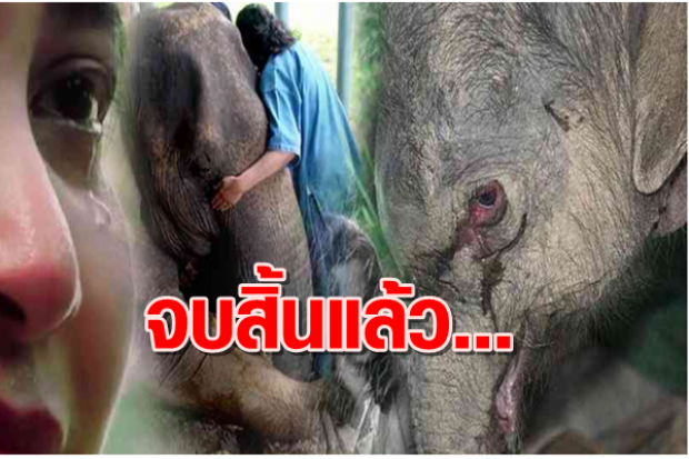 ช้างไทยใครจะดูแล!!  มูลนิธิเพื่อนช้าง ประกาศปิดตัว แถมโดนทำแบบนี้อีก!?