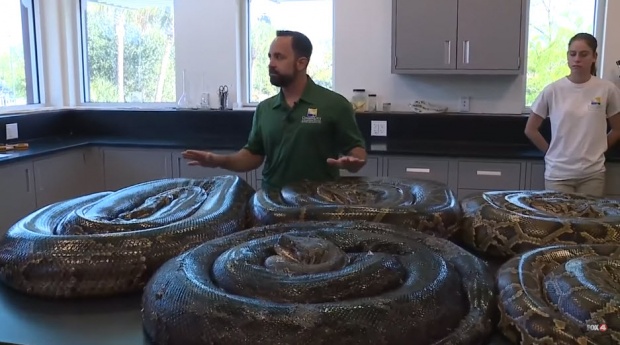 ทำไมตัวใหญ่ขนาดนี้ งูหลามพม่า ยาวกว่า 5 เมตร ถูกจับได้ ผ่าท้องพิสูจน์ ถึงกับผงะ! (คลิป)
