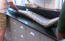 ทำไมตัวใหญ่ขนาดนี้ งูหลามพม่า ยาวกว่า 5 เมตร ถูกจับได้ ผ่าท้องพิสูจน์ ถึงกับผงะ! (คลิป)