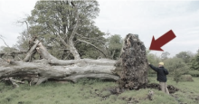  ช็อคตาตั้ง! หลังโค่นต้นไม้อายุราว 200 ปีลง เเต่เจอสิ่งเหลือเชื่อซ่อนอยู่ใต้ต้นไม้ มีอายุกว่า 817 ปี 