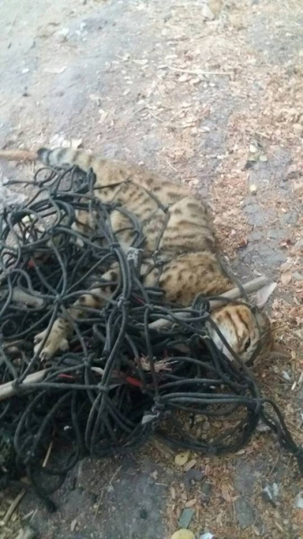 เทศบาลโชว์จับ “เสือปลา” ได้แล้วปล่อยกลับป่า ที่จริงเป็นแมวมีเจ้าของ