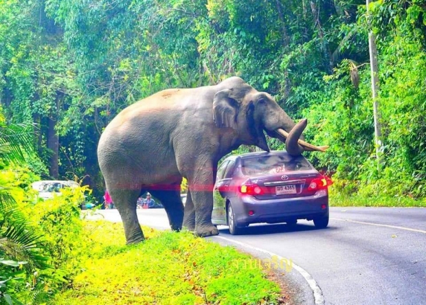 ขึ้นเขาใหญ่ต้องระวัง! พี่ดื้อ ช้างป่า โผล่ทักทายนักท่องเที่ยว ขึ้นทับรถจนหลังคายุบ