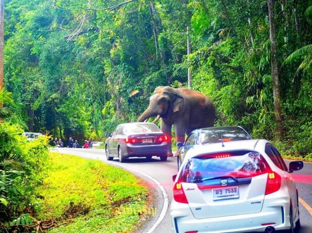 ขึ้นเขาใหญ่ต้องระวัง! พี่ดื้อ ช้างป่า โผล่ทักทายนักท่องเที่ยว ขึ้นทับรถจนหลังคายุบ