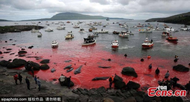 ทะเลสีเลือด!! เทศกาลสังหารฝูงวาฬของชาวเดนมาร์กกำลังโดนวิจารณ์หนัก (คลิป)
