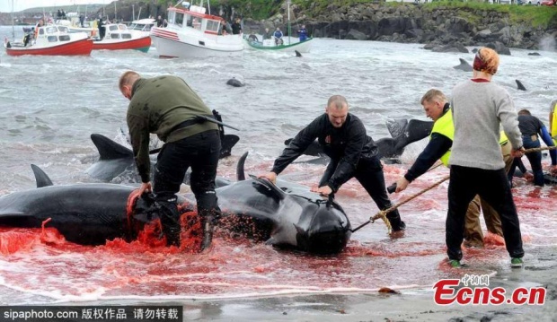 ทะเลสีเลือด!! เทศกาลสังหารฝูงวาฬของชาวเดนมาร์กกำลังโดนวิจารณ์หนัก (คลิป)