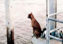 ชีวิตใหม่!!หมานั่งรอเจ้าของที่ท่าเรือ ได้เจ้าของใหม่จัดเบนซ์มารับถึงที่!!