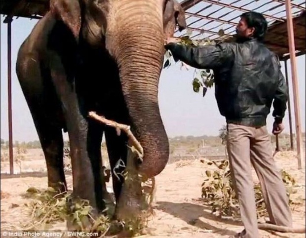 หนุ่มอินเดียอำมหิต! จับช้างทารุณ ใช้ขวานทุบ เชือกมัด จุดไฟเผาปางตาย 