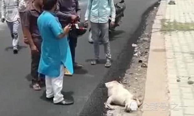 รุมประนาม! คนงาน ทำถนนเทยางมะตอยทับหมาจรจัด นอนทรมานออกไม่ได้จนสิ้นใจ 