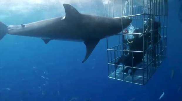 สะเทือนใจ! มนุษย์ดำน้ำดู ฉลาม ก่อนเกิดเหตุสลดใต้ท้องทะเล (คลิป)