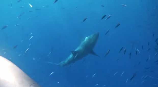 สะเทือนใจ! มนุษย์ดำน้ำดู ฉลาม ก่อนเกิดเหตุสลดใต้ท้องทะเล (คลิป)