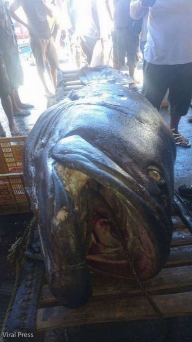 หนุ่มหาปลา จับปลาตัวใหญ่หนัก 200 กก.ได้ ผ่าแล่เนื้อขาย กลับเจอสิ่งนี้?