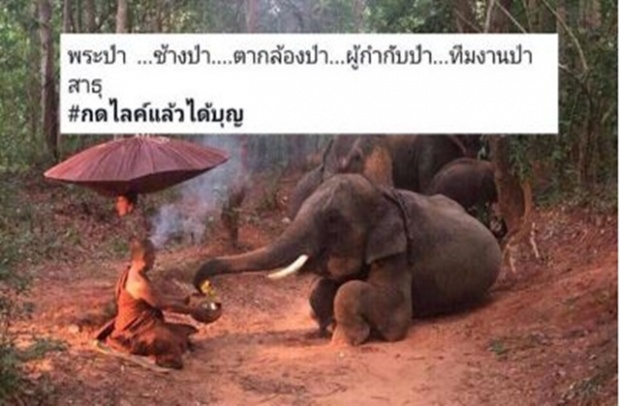 ศรัทธาหาย!! เมื่อภาพดัง “ช้างหมอบกราบพระป่า” โดนแฉเบื้องหลัง