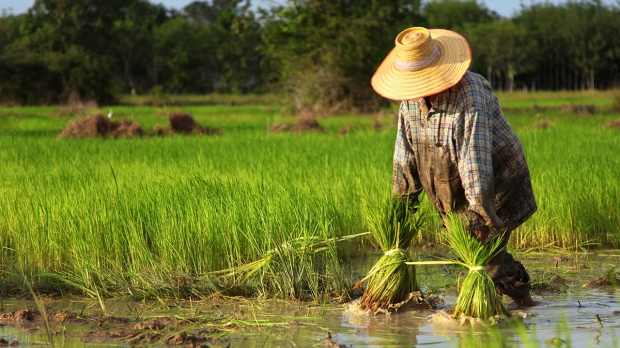 รวม 20 คำถาม! คลายข้อสงสัยกับเงินเยียวเกษตรกร 