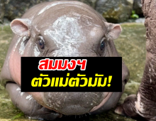 น้อง หมูเด้ง ทำถึง! บีบีซี ยังเขียนข่าวทำสกู๊ปชวนรู้จัก