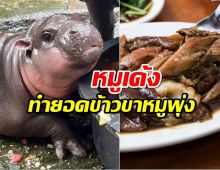 หมูเด้ง ทำคนหิว ยอดค้นข้าวขาหมูพุ่ง