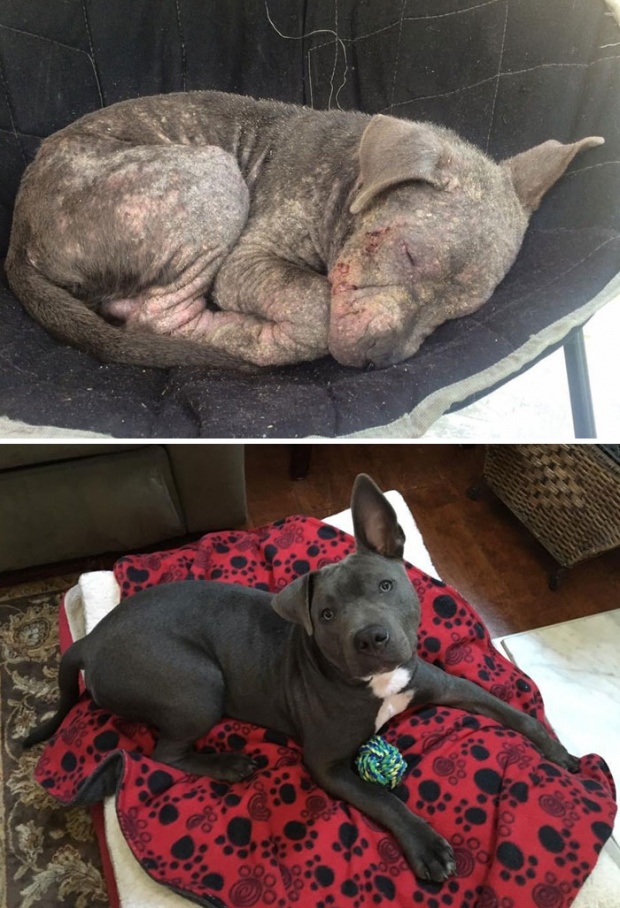 หล่อเลยย มาดู Before & After สุดอัศจรรย์ของเหล่าสุนัขที่ถูกช่วยเหลือกัน 