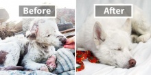 หล่อเลยย มาดู Before & After สุดอัศจรรย์ของเหล่าสุนัขที่ถูกช่วยเหลือกัน 