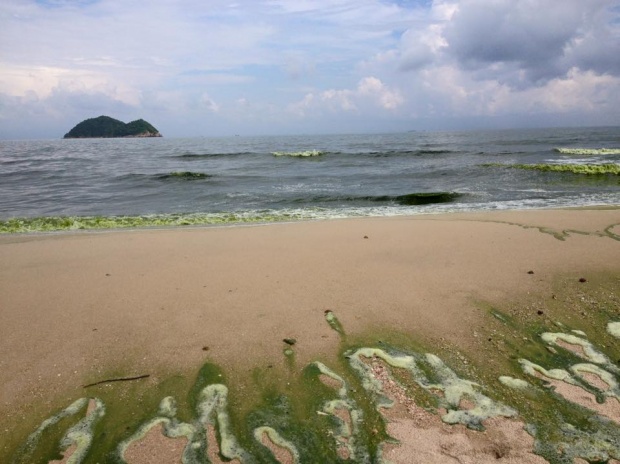 ชาวเน็ตแห่แชร์ภาพหาดสมิหลา น้ำกลายเป็นสีเขียวทั้งหาด(คลิป)