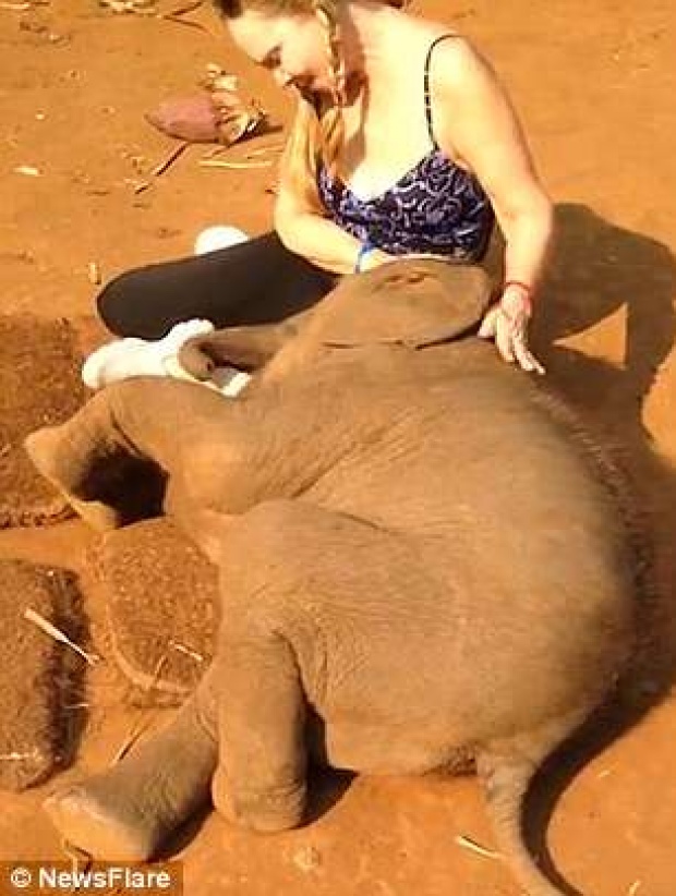 สื่อนอกตีข่าว! ลูกช้างไทยขี้อ้อน ใช้ปากงับ งวงกอด ไม่ให้นักท่องเที่ยวสาวกลับบ้าน
