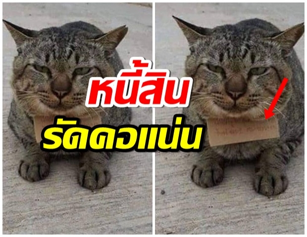 เจ้าของอึ้ง! เเมว หายจากบ้าน 3 วัน กลับมาอีกทีหนี้สินเต็มคอ 