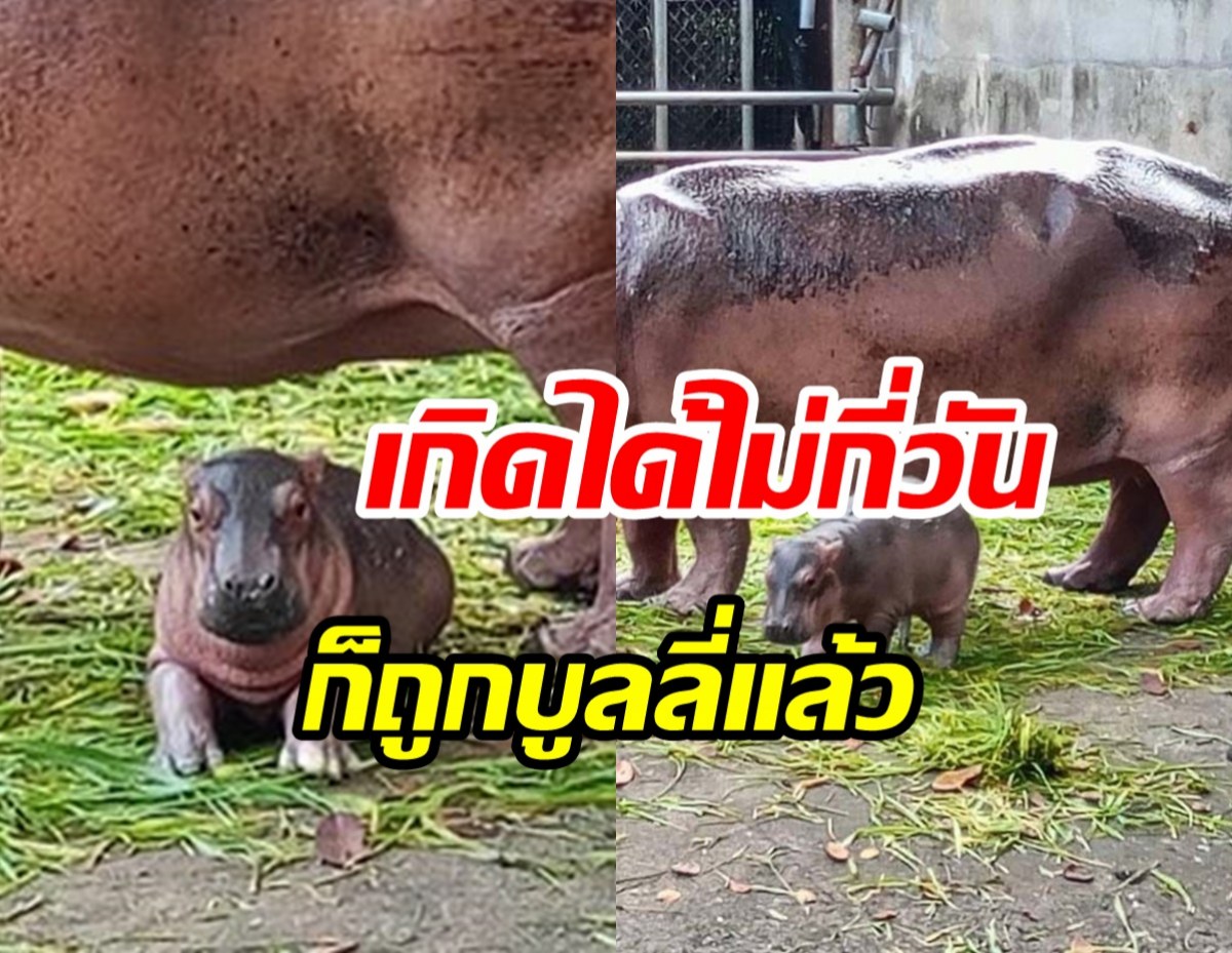 หัวจะปวด! ลูกฮิปโปเกิดใหม่ เจอบูลลี่ไม่ออร่าเหมือนหมูเด้ง